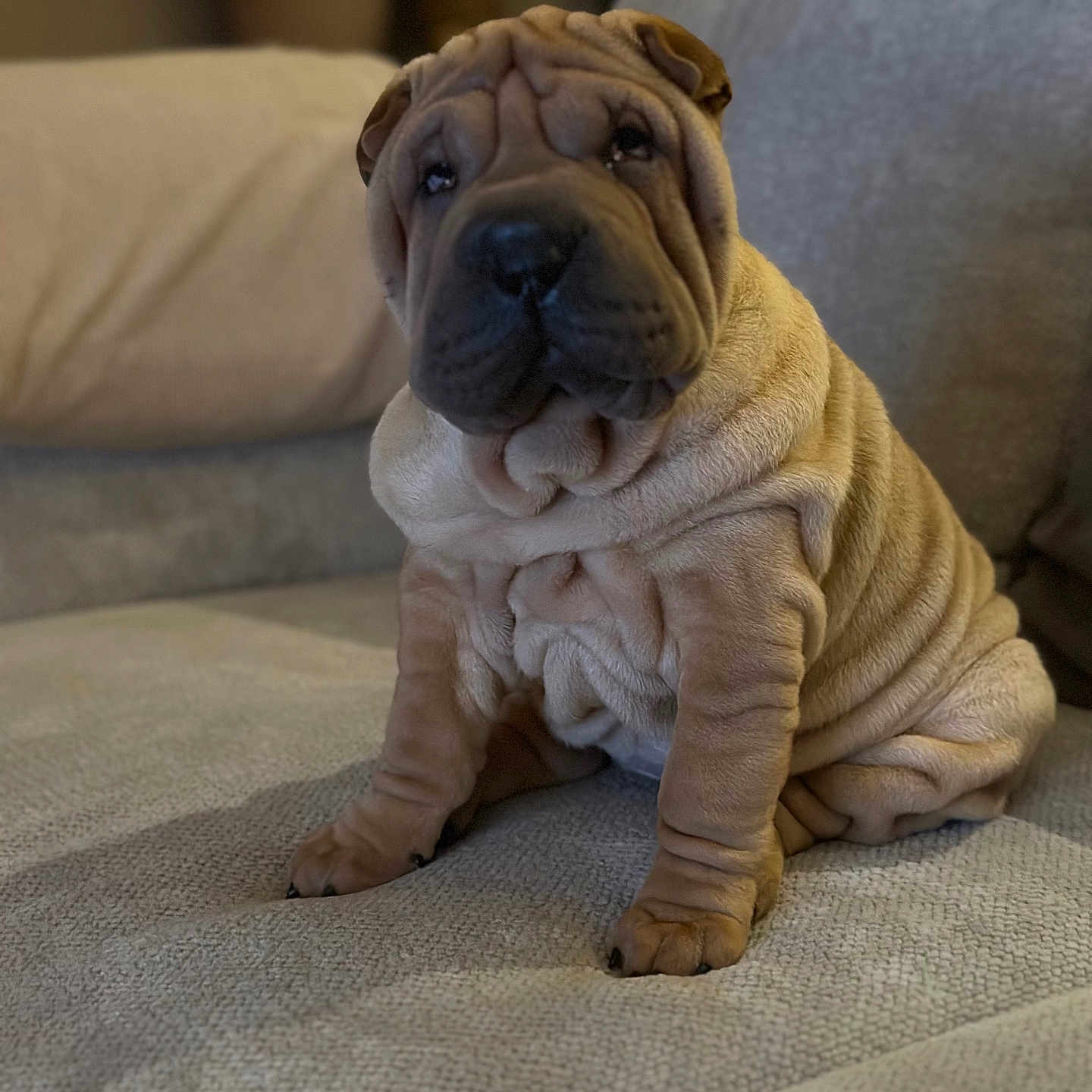 Arya