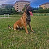 dog, canine, grass, field, outdoor, pet, animal, tongue, sitting, building, sky, cloudy, nature, green, happy, mammal, daytime, fence, park, ears