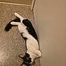 cat, black_and_white, pet, animal, feline, lying_down, upside_down, floor, tile, wall, indoor, home, relaxed, playful, fluffy_tail, green_eyes, ears, whiskers, portrait, funny_pose