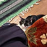 Bug joined the competition — help win amazing prizes! cat, black_and_white, kitten, pet, animal, face, eyes, whiskers, ears, peeking, indoors, cozy, blanket, rug, wooden_floor, textile, patterned, cuddly, portrait, curious