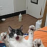 Bug joined the competition — help win amazing prizes! cat, kitten, black_and_white, white_fur, black_fur, lying_down, paws, raised_paws, open_mouth, whiskers, blue_eyes, playful, indoors, bed, orange_blanket, wood_floor, door, bottle, bowls, motion_blur