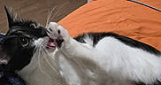 Bug is registered to the contest to win money with this photo: cat, black_and_white, pet, animal, feline, lying_down, bed, orange_bedspread, blanket, paws, whiskers, wide_eyes, playful, indoors, bedroom, cozy, fur, long_tail, portrait, home