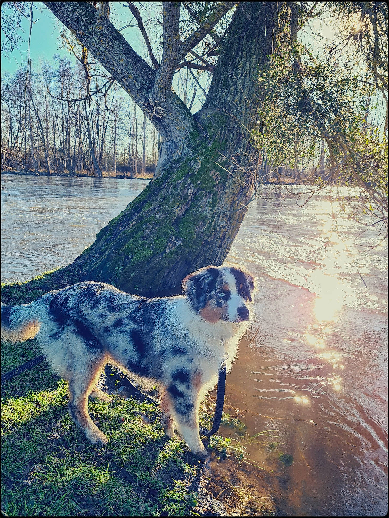 Rumba a rejoint le concours — aidez-le/la à gagner de superbes lots ! carnivore, companion_dog, dog, dog_breed, fawn, grass, line, morning, natural_landscape, nature, painting, plant, rectangle, sky, sunlight, tree, twig, water, wood, woody_plant