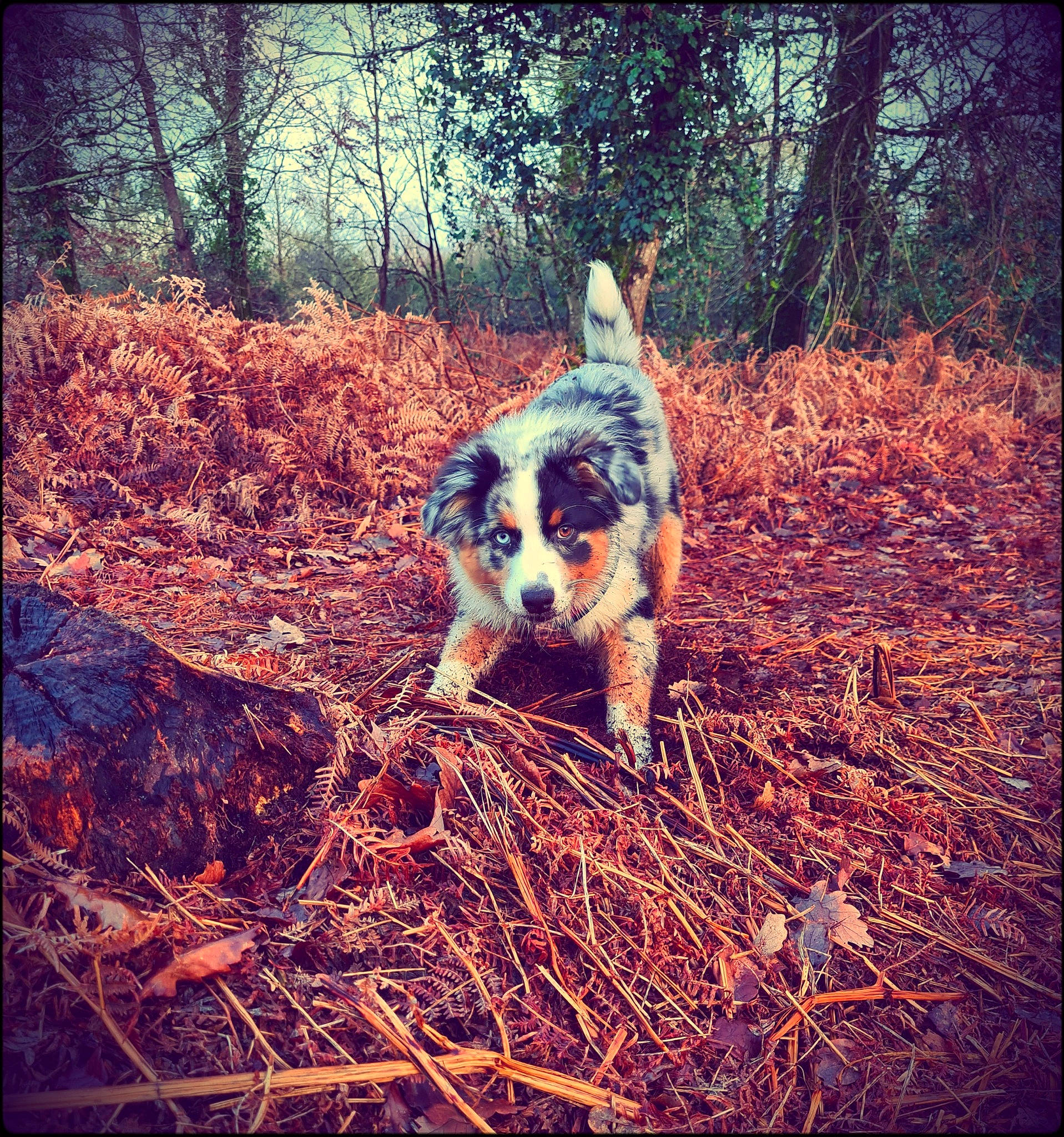 Rumba a rejoint le concours — aidez-le/la à gagner de superbes lots ! adaptation, beauty, carnivore, companion_dog, dog, dog_breed, fawn, forest, grass, heat, natural_landscape, people_in_nature, plant, rectangle, snout, tail, tints_and_shades, tree, twig, wood