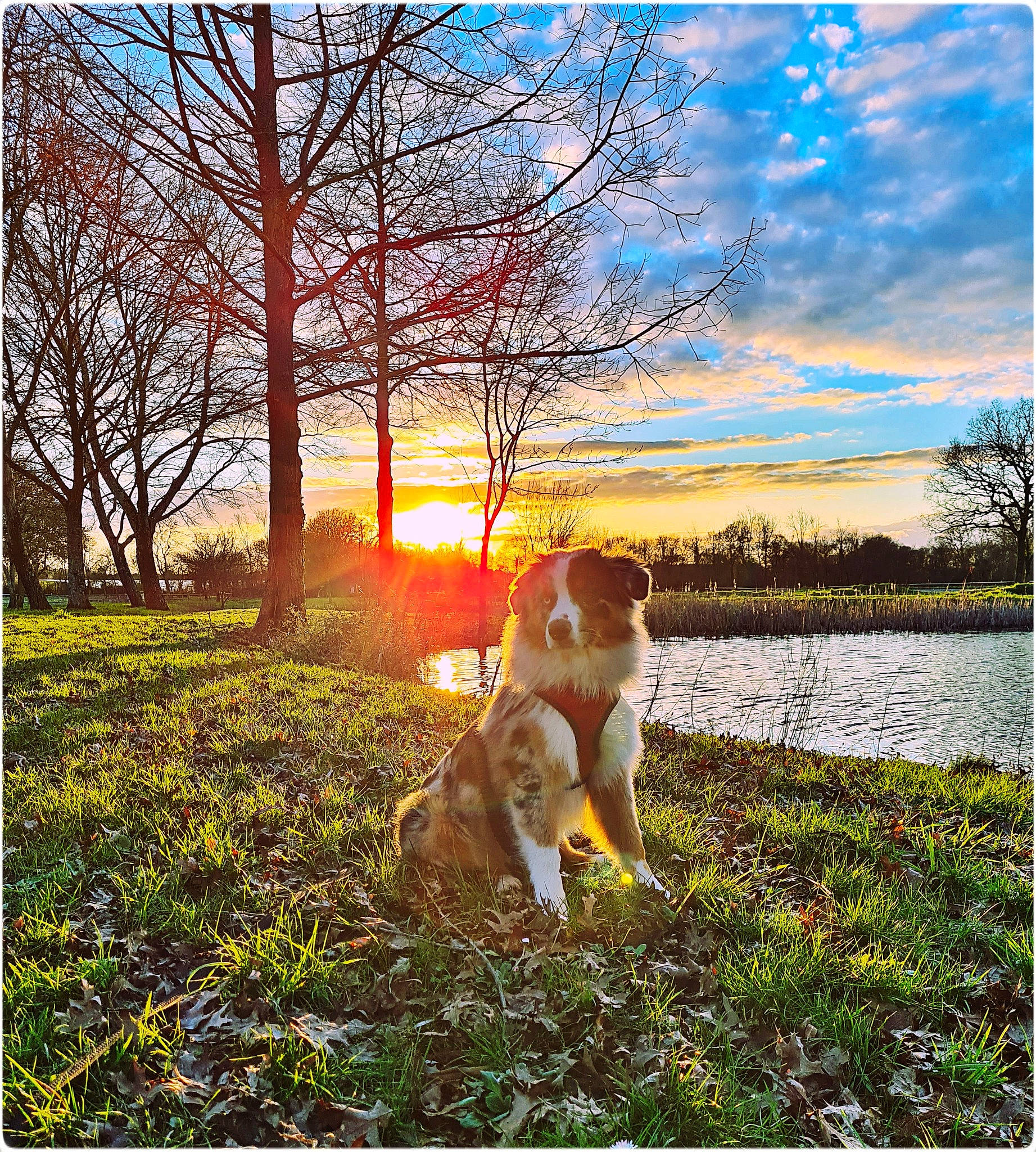 Rumba participe au concours pour gagner de l'argent avec cette photo : adaptation, art, carnivore, cloud, companion_dog, dog, dog_breed, fawn, grass, happy, landscape, morning, natural_landscape, people_in_nature, plant, rectangle, sky, tints_and_shades, tree, water