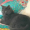 cat, gray_cat, feline, pet, animal, lying_down, lounging, portrait, green_eyes, whiskers, ears, fur, bed, quilt, blanket, floral_pattern, colorful, indoors, home, relaxed