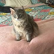 Ash joined the competition — help win amazing prizes! cat, gray_cat, fluffy, longhaired, sitting, indoors, bedroom, bed, blanket, patchwork, bedding, pink_blanket, pet, feline, whiskers, green_eyes, ears, cozy, plush_toys, portrait