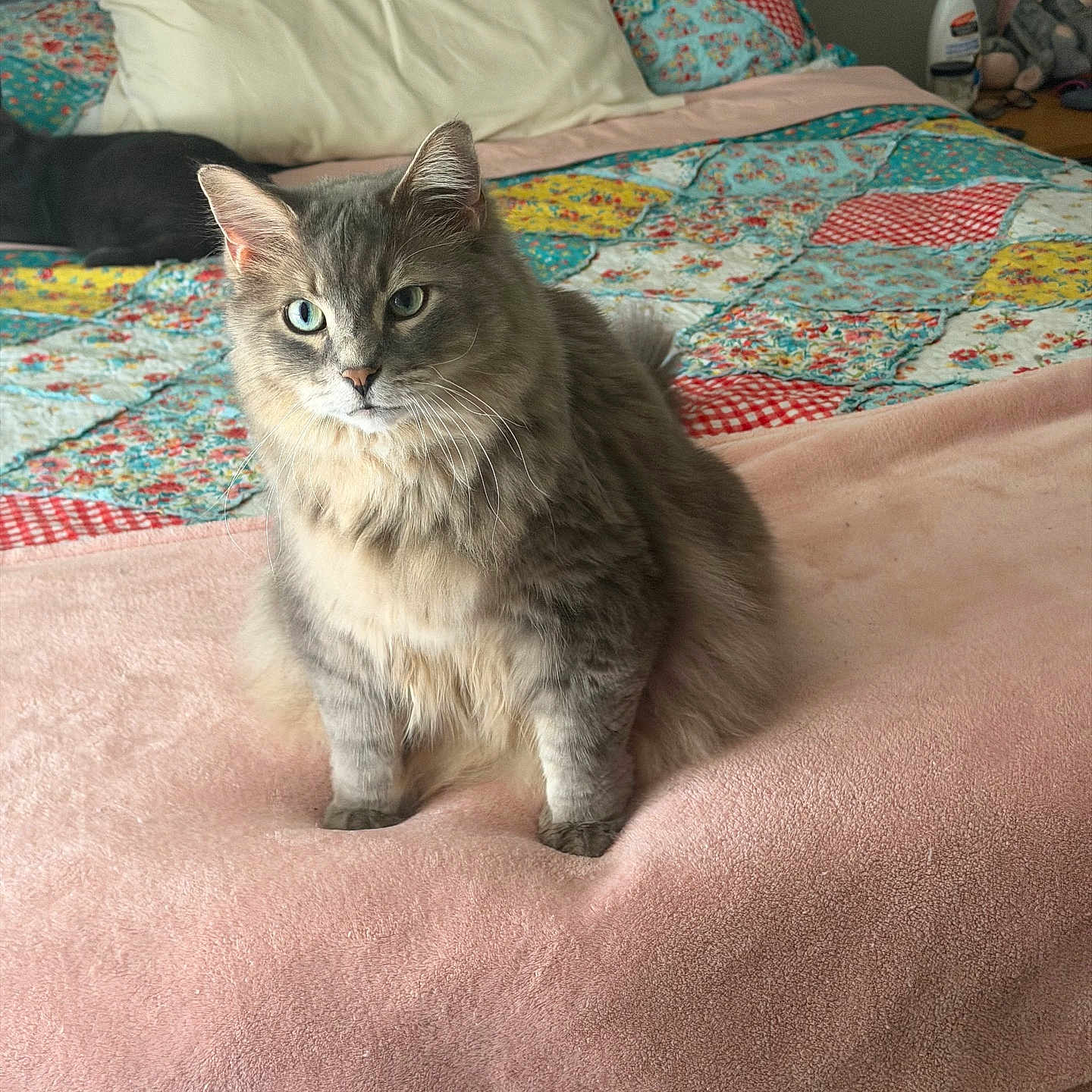 Ash joined the competition — help win amazing prizes! cat, gray_cat, fluffy, longhaired, sitting, indoors, bedroom, bed, blanket, patchwork, bedding, pink_blanket, pet, feline, whiskers, green_eyes, ears, cozy, plush_toys, portrait