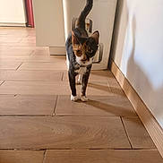 Tyhia participe au concours pour gagner de l'argent avec cette photo : cat, calico_cat, pet, animal, indoor, wooden_floor, tail_up, curious, walking, flooring, bin, kitchen, domestic, feline, household, shadow, wall, tile_floor, fur, whiskers