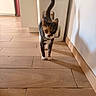 cat, calico_cat, pet, animal, indoor, wooden_floor, tail_up, curious, walking, flooring, bin, kitchen, domestic, feline, household, shadow, wall, tile_floor, fur, whiskers
