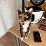 cat, calico_cat, table, rice_cooker, smartphone, wooden_floor, whiskers, open_lid, curious, meowing, indoor, pet, kitchen, domestic, fur, tail, eyes, mouth_open, collar, appliance
