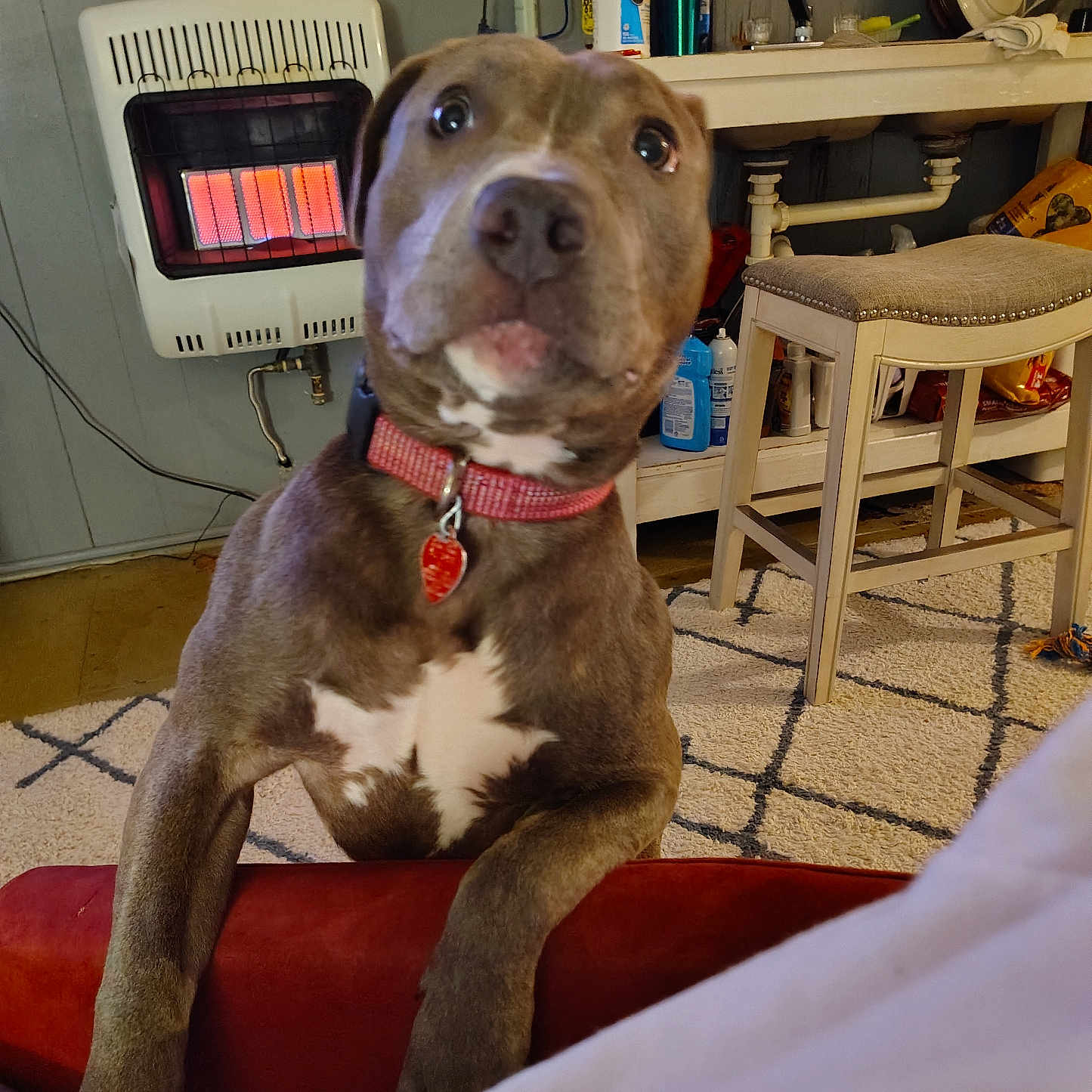 Zarah Rain Mathis joined the competition — help win amazing prizes! animal, brown_dog, canine, carpet, closeup, collar, curious, dog, domestic, floor, furniture, heater, household_items, indoor, looking, pet, red_collar, room, shelf, stool