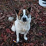 Bambam joined the competition — help win amazing prizes! dog, animal, pet, outdoor, leaves, autumn, pinecones, brown, white, fur, tail, nature, grass, forest_floor, sitting, canine, ears, eyes, blurry_tail, container