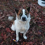 Bambam joined the competition — help win amazing prizes! dog, animal, pet, outdoor, leaves, autumn, pinecones, brown, white, fur, tail, nature, grass, forest_floor, sitting, canine, ears, eyes, blurry_tail, container