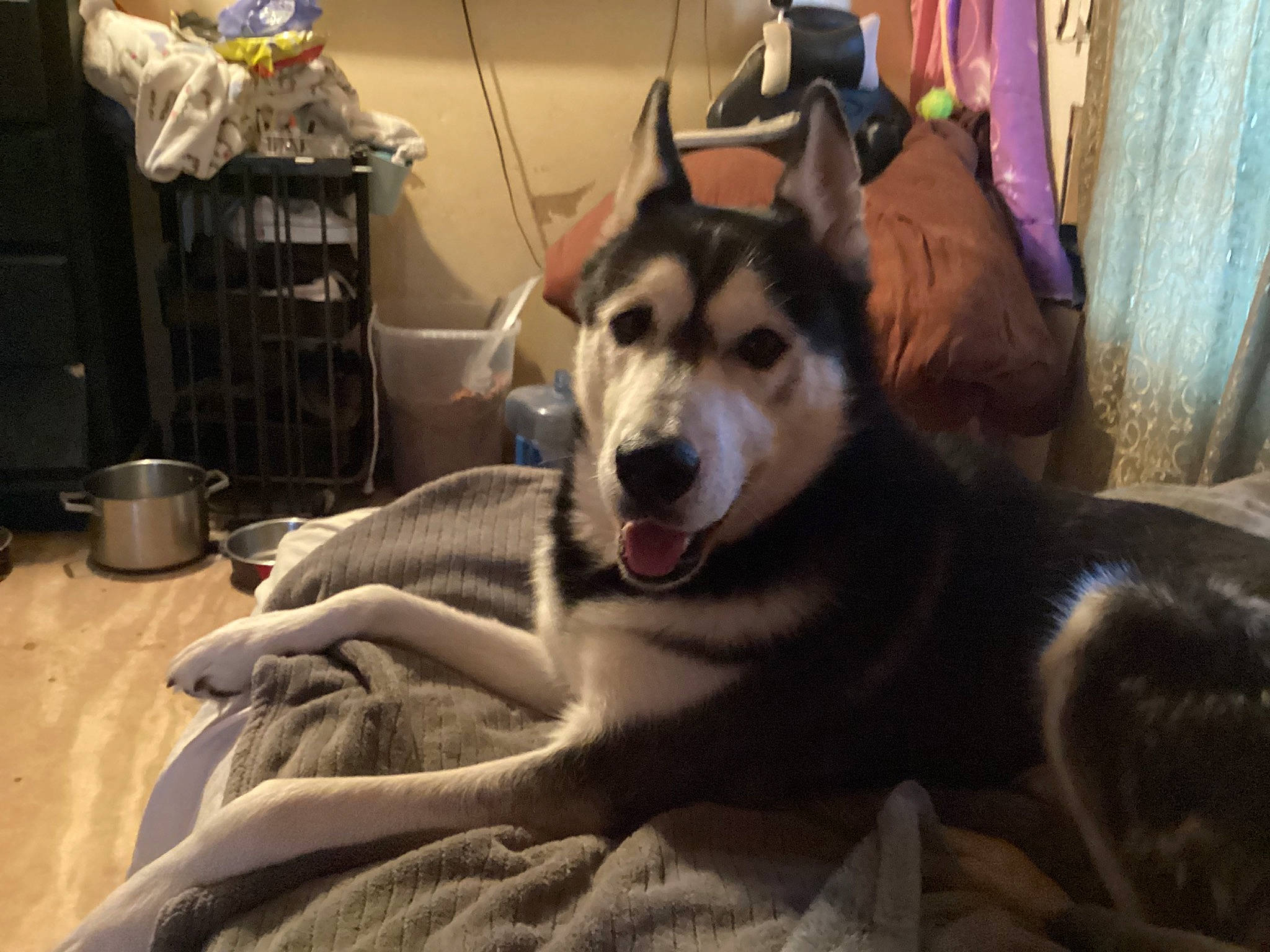 Brock is registered to the contest to win money with this photo: canidae, canis, carnivore, comfort, companion_dog, curtain, dog, dog_breed, fang, fur, non_sporting_group, siberian_husky, sled_dog, smile, snout, sporting_group, whiskers, wolf, working_animal, working_dog