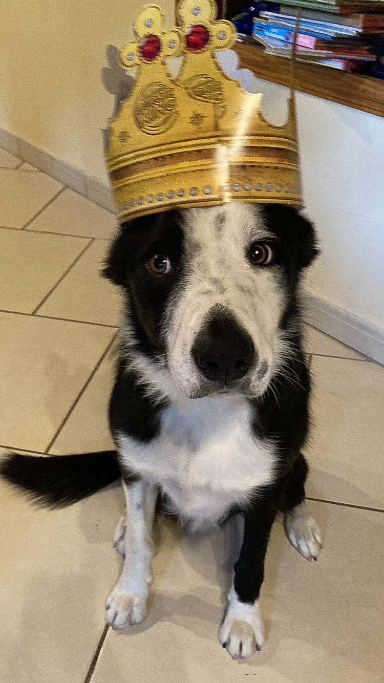 Saga participe au concours pour gagner de l'argent avec cette photo : canidae, carnivore, collar, companion_dog, costume_hat, dog, dog_breed, dog_collar, fashion_accessory, flooring, fur, herding_dog, party_hat, personal_protective_equipment, picture_frame, snout, sporting_group, whiskers, working_animal, working_dog