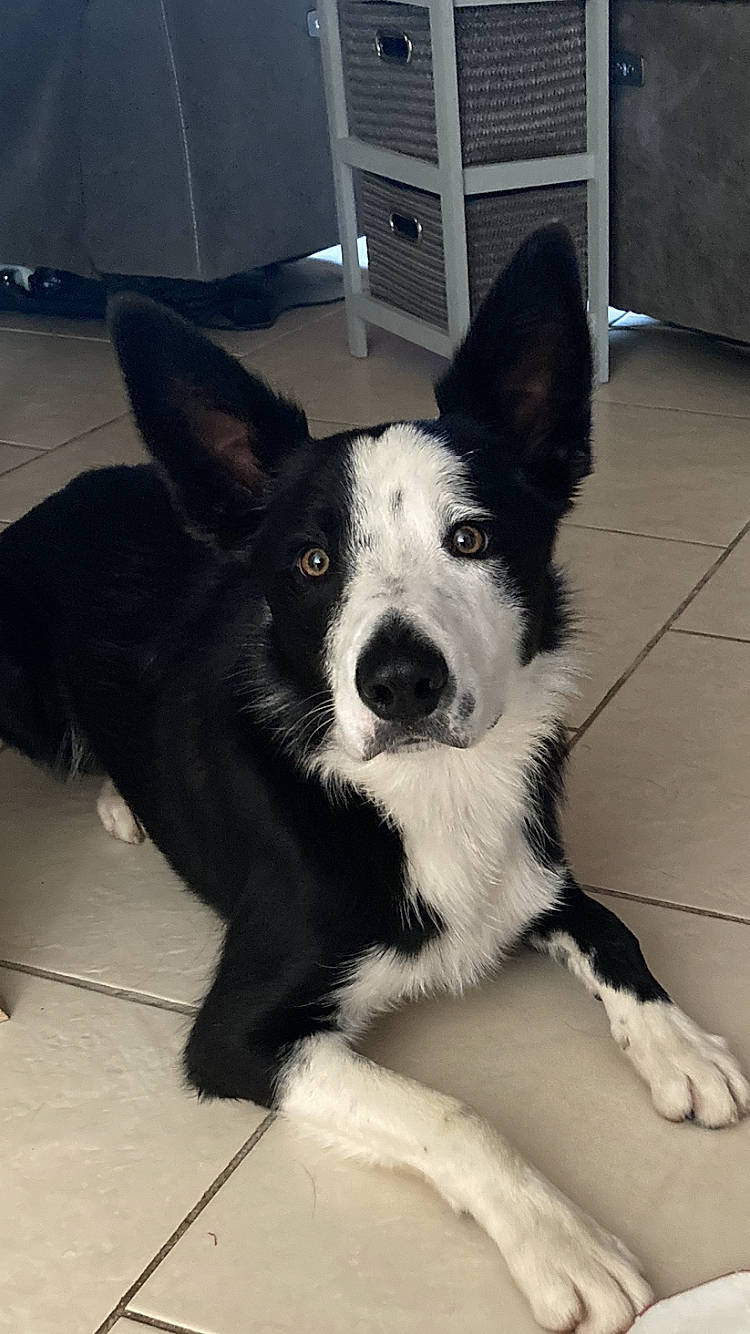 Saga a rejoint le concours — aidez-le/la à gagner de superbes lots ! canidae, carnivore, companion_dog, dog, dog_breed, flooring, foot, fur, herding_dog, mcnab, non_sporting_group, paw, snout, sporting_group, tail, terrestrial_animal, whiskers, working_animal, working_dog