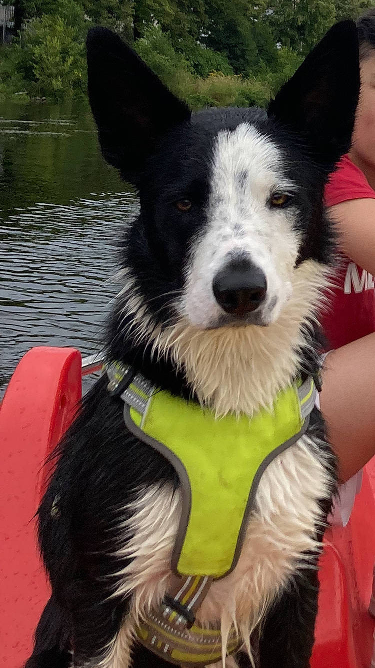 Saga a rejoint le concours — aidez-le/la à gagner de superbes lots ! canidae, carnivore, collar, companion_dog, dog, dog_breed, dog_collar, dog_supply, fur, grass, green, happy, herding_dog, recreation, shetland_sheepdog, snout, sporting_group, water, whiskers, working_animal