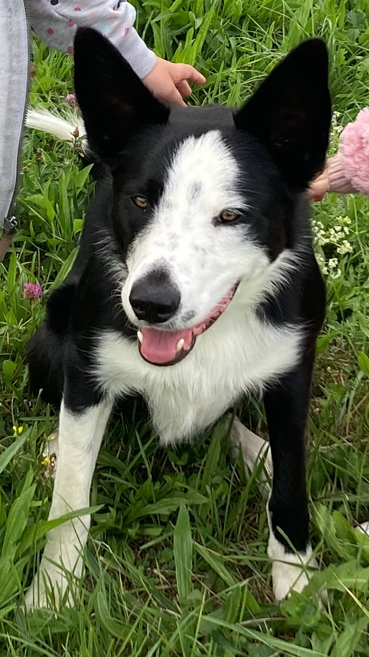 Saga a rejoint le concours — aidez-le/la à gagner de superbes lots ! border_collie, carnivore, collar, companion_dog, dog, dog_breed, dog_collar, grass, herding_dog, mcnab, plant, recreation, russo_european_laika, sporting_group, terrestrial_animal, whiskers, working_animal, working_dog