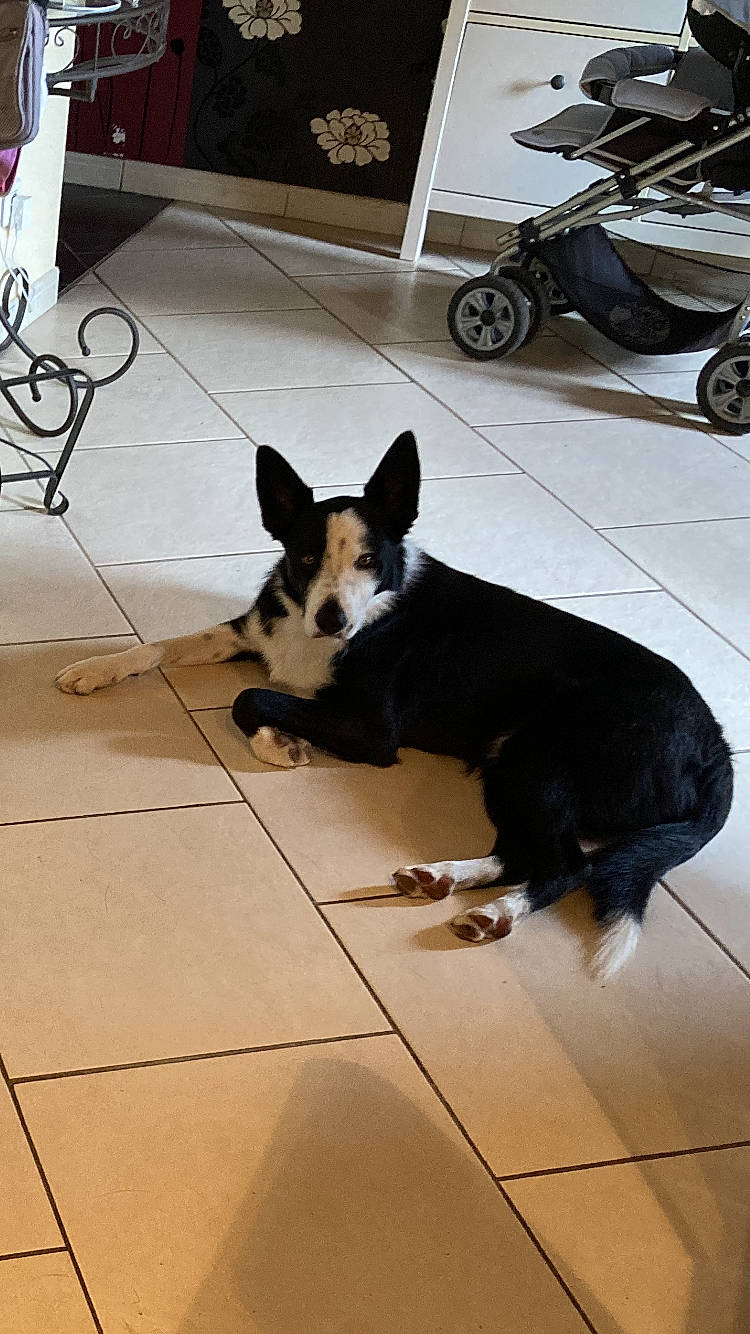 Saga participe au concours pour gagner de l'argent avec cette photo : automotive_tire, black, carnivore, companion_dog, dog, dog_breed, fender, floor, flooring, hardwood, paw, shadow, sporting_group, tail, tile, tire, tread, wheel, wood, working_animal