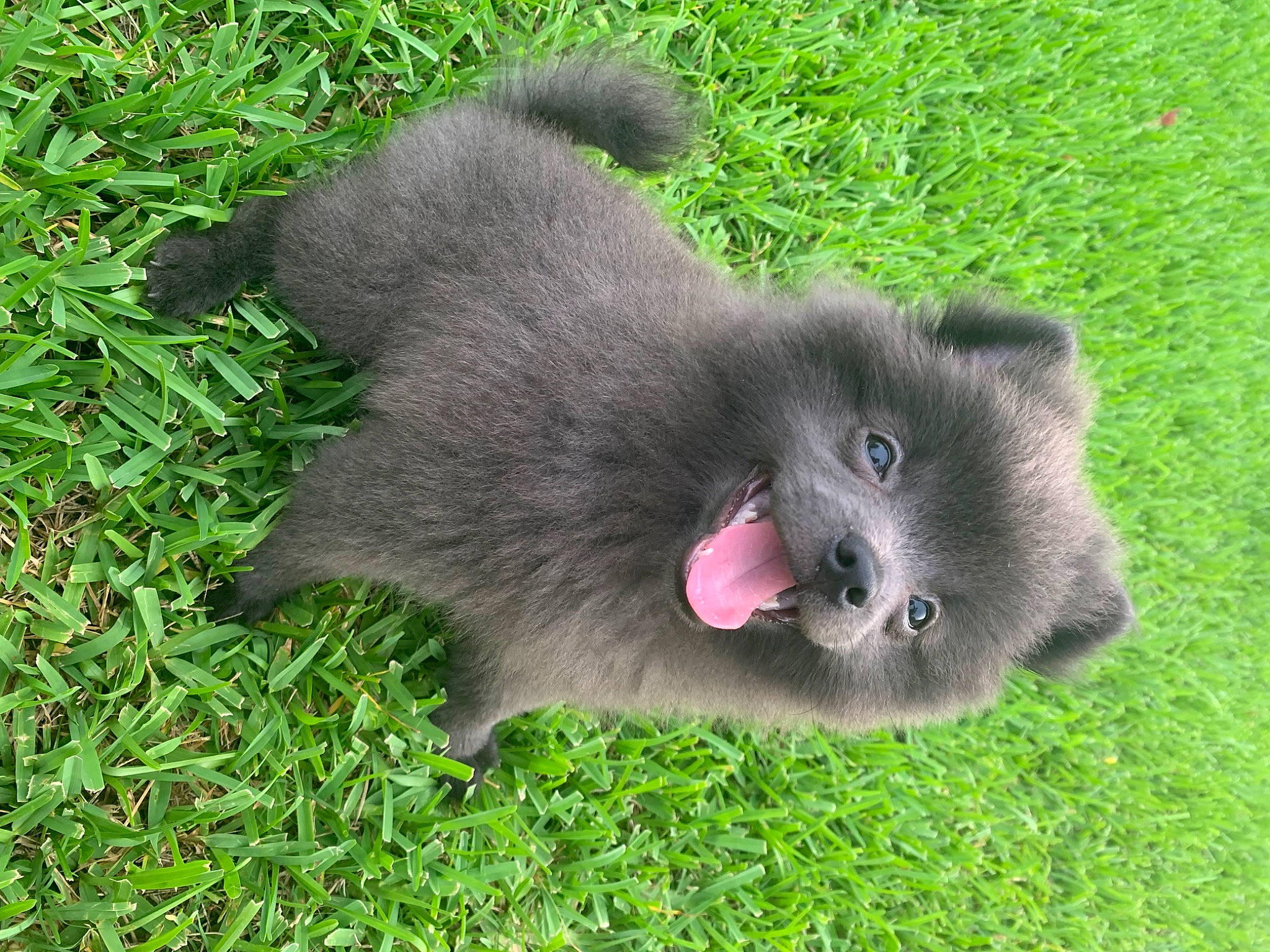 Dobby joined the competition — help win amazing prizes! annual_plant, canidae, carnivore, dog_breed, fur, grass, koala, non_sporting_group, paw, plant, primate, snout, sporting_group, tail, terrestrial_animal, wildlife