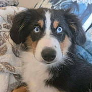 Scout joined the competition — help win amazing prizes! puppy, dog, blue_eyes, close_up, resting, blanket, cozy, fur, black_fur, white_fur, brown_fur, indoors, cute, pet, animal, face, portrait, young_dog, fluffy, relaxed