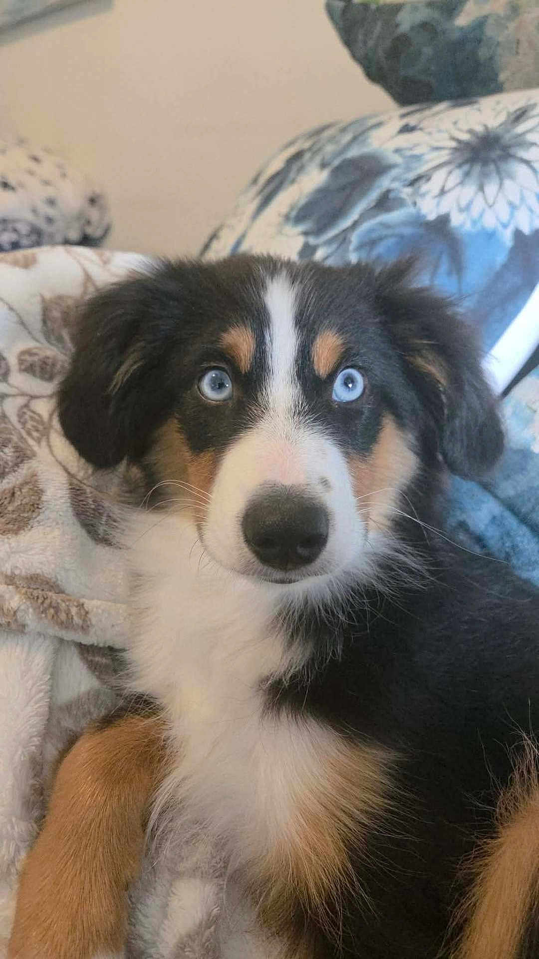 Scout joined the competition — help win amazing prizes! puppy, dog, blue_eyes, close_up, resting, blanket, cozy, fur, black_fur, white_fur, brown_fur, indoors, cute, pet, animal, face, portrait, young_dog, fluffy, relaxed