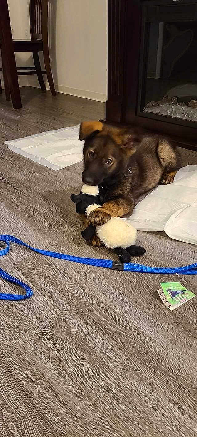Bear