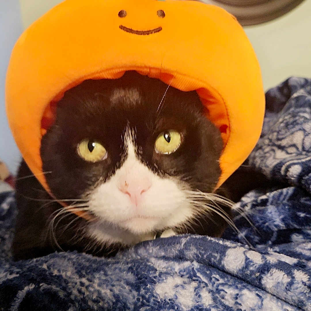 Flash joined the competition — help win amazing prizes! abyssinian, animal, blanket, cap, cat, clothing, face, hardhat, hat, head, helmet, hoodie, kitten, knitwear, laundry, manx, person, pet, photography, portrait