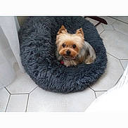 Bounik a rejoint le concours — aidez-le/la à gagner de superbes lots ! dog, yorkshire_terrier, pet_bed, fluffy, small_dog, indoor, tile_floor, curtain, looking_up, cozy, furniture, animal, companion, cute, domestic, resting, flooring, home, fur, small_animal