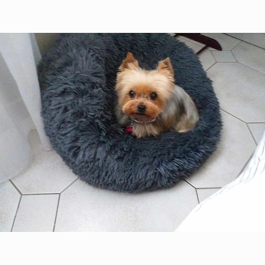 Bounik a rejoint le concours — aidez-le/la à gagner de superbes lots ! dog, yorkshire_terrier, pet_bed, fluffy, small_dog, indoor, tile_floor, curtain, looking_up, cozy, furniture, animal, companion, cute, domestic, resting, flooring, home, fur, small_animal