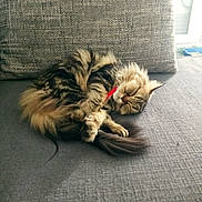 Praline participe au concours pour gagner de l'argent avec cette photo : cat, tabby_cat, sleeping_cat, fur, sofa, cushion, living_room, pet, domestic_animal, curled_up, nap, whiskers, paws, tail, red_collar, cozy, relaxed, upholstery, indoor, home