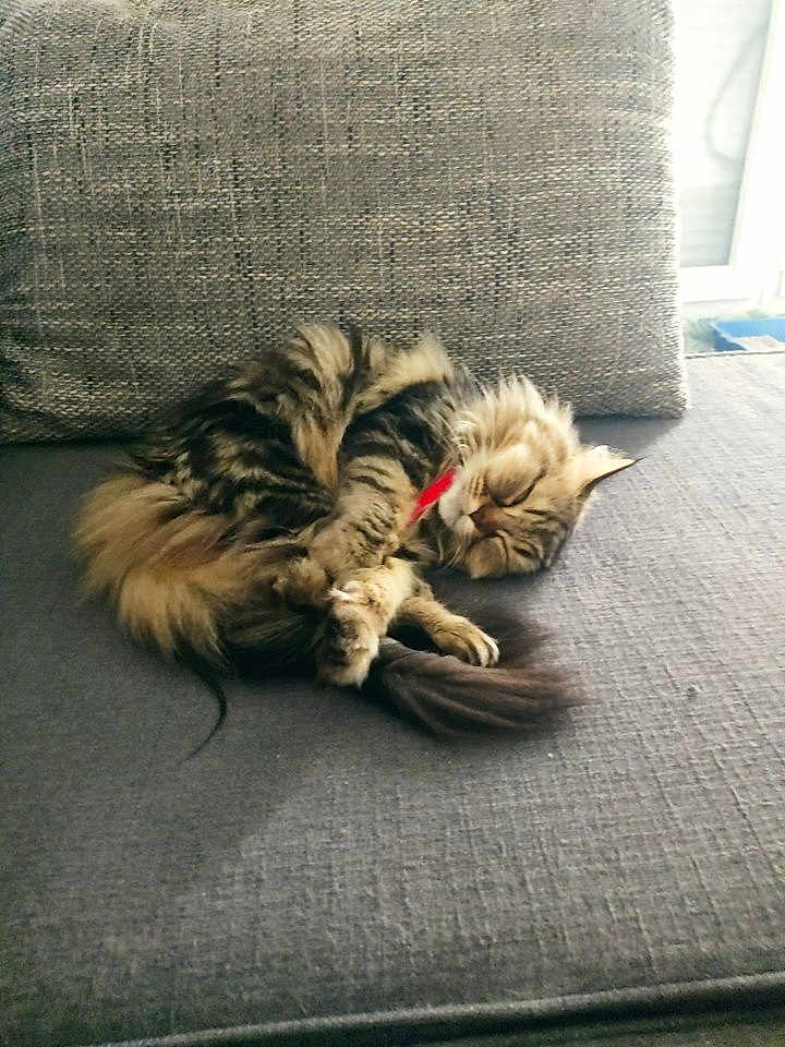 Praline participe au concours pour gagner de l'argent avec cette photo : cat, tabby_cat, sleeping_cat, fur, sofa, cushion, living_room, pet, domestic_animal, curled_up, nap, whiskers, paws, tail, red_collar, cozy, relaxed, upholstery, indoor, home