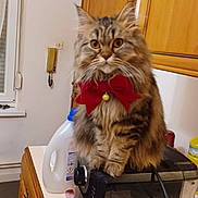 Praline participe au concours pour gagner de l'argent avec cette photo : appliance, bell, bow, brown, cat, closeup, coffee_machine, countertop, curious, domestic_animal, feline, fluffy, fur, household, indoor, kitchen, pet, portrait, tabby_cat, wooden_cabinets