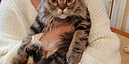 Praline participe au concours pour gagner de l'argent avec cette photo : animal, blurred, cat, cozy, document, door_handle, earrings, eyes, face, fluffy_cat, furry, hands, holding, indoor, paper, person, pet, tabby_cat, table, white_sweater
