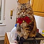 Praline a rejoint le concours — aidez-le/la à gagner de superbes lots ! appliance, bell, bow, brown, cat, closeup, coffee_machine, countertop, curious, domestic_animal, feline, fluffy, fur, household, indoor, kitchen, pet, portrait, tabby_cat, wooden_cabinets
