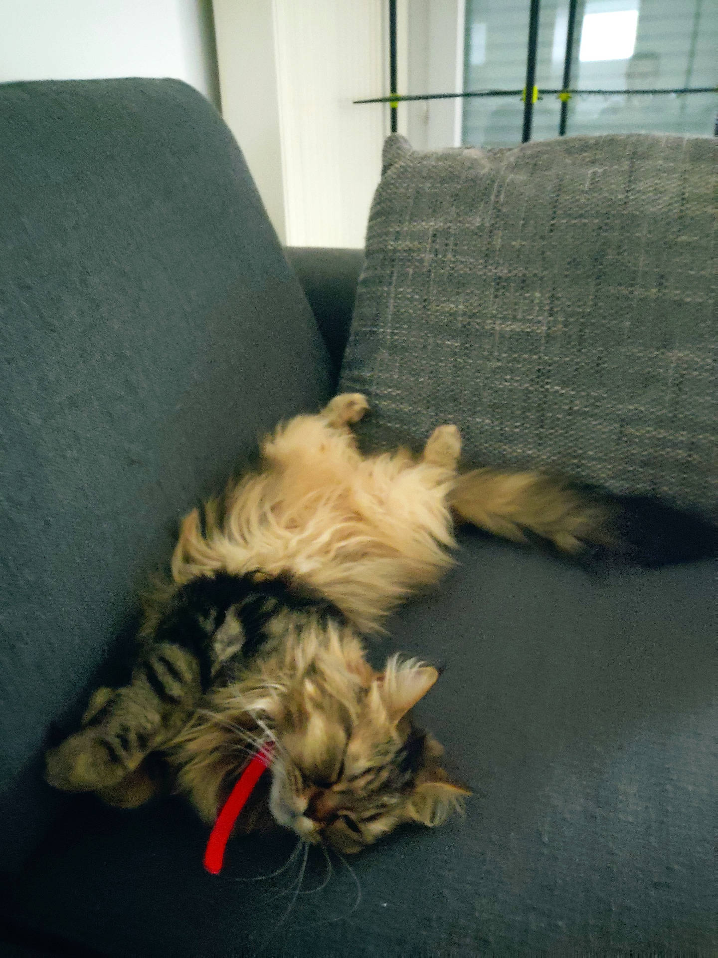 Praline a rejoint le concours — aidez-le/la à gagner de superbes lots ! cat, couch, cozy, domestic_animal, fabric, fluffy, indoor, living_room, long_hair, paw, pet, pillow, red_string, relaxed, sleeping, sofa, tabby_cat, tail, toy, whiskers