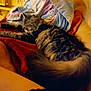 Praline participe au concours pour gagner de l'argent avec cette photo : animal, blanket, cat, comfort, couch, cozy, fluffy, fur, furniture, home, indoor, pet, quilt, relaxation, resting, sleeping, soft, tabby, tail, warm_lighting