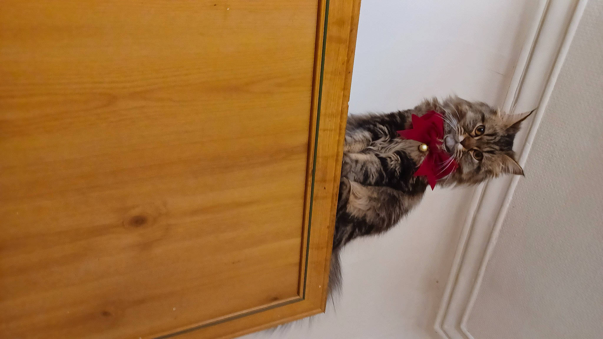 Praline participe au concours pour gagner de l'argent avec cette photo : carnivore, cat, domestic_short_haired_cat, felidae, flooring, fur, hardwood, pattern, plank, plywood, rectangle, room, small_to_medium_sized_cats, tail, varnish, whiskers, window, wood, wood_stain