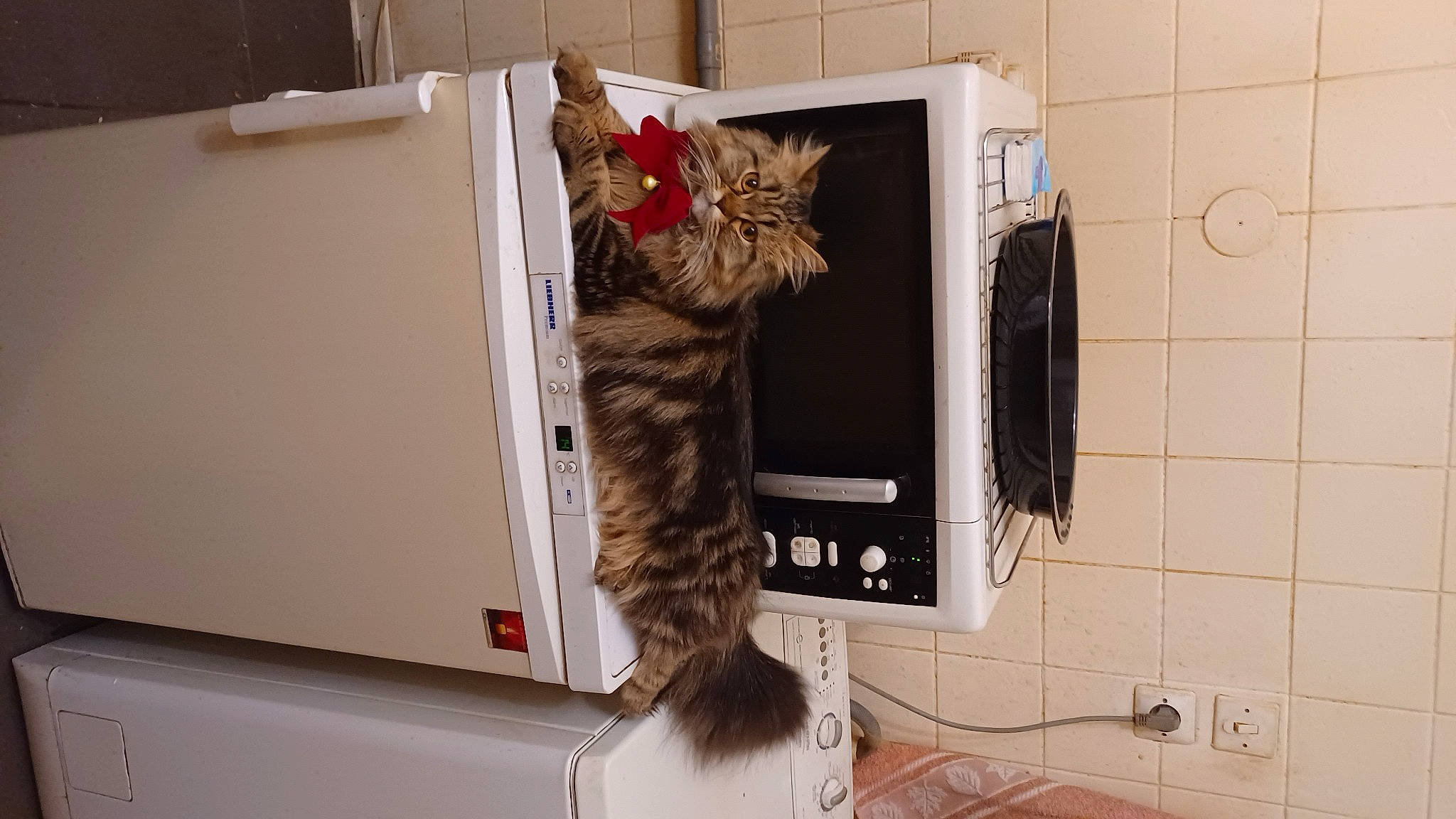 Praline a rejoint le concours — aidez-le/la à gagner de superbes lots ! box, cardboard, carnivore, carton, cat, domestic_short_haired_cat, electronic_device, felidae, fur, home_appliance, mammal, packaging_and_labeling, paper_product, room, shelf, shelving, shipping_box, small_to_medium_sized_cats, tail, whiskers