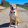 animal, blue_sky, canine, collar, daytime, dirt_road, dog, grass, happy, landscape, nature, outdoor, pet, road, rural, shadow, sitting, smiling, sunny, tongue_out