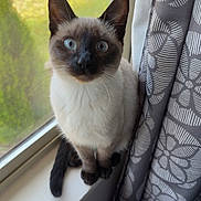 Mittens joined the competition — help win amazing prizes! siamese_cat, cat, blue_eyes, window, windowsill, curtain, gray_curtain, indoor, pet, animal, whiskers, fur, sitting, curious, natural_light, close_up, domestic_cat, household, looking_up, feline