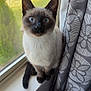 siamese_cat, cat, blue_eyes, window, windowsill, curtain, gray_curtain, indoor, pet, animal, whiskers, fur, sitting, curious, natural_light, close_up, domestic_cat, household, looking_up, feline