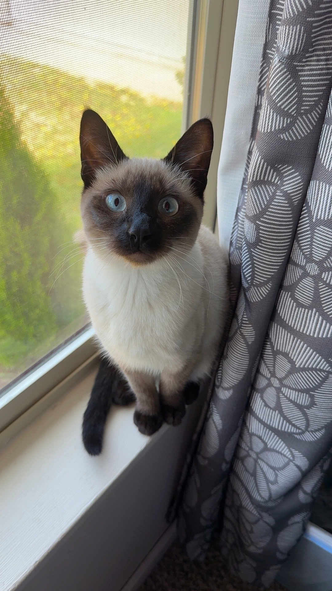 Mittens