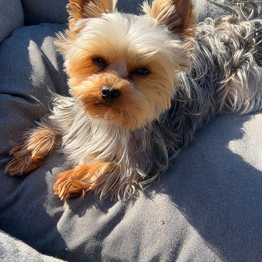 Severine Freyssenet participe au concours pour gagner de l'argent avec cette photo : animal, ball, canine, chair, couch, cushion, dog, furniture, grass, homedecor, lawn, person, pet, plant, puppy, sleeping, sport, tennis, tennisball, terrier