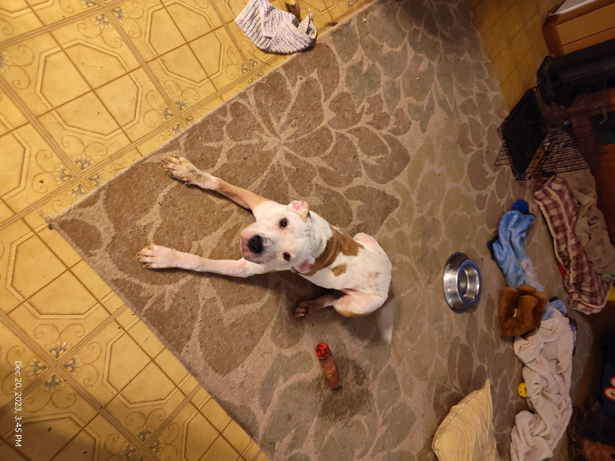 Rebel is registered to the contest to win money with this photo: carnivore, circle, companion_dog, dog, dog_breed, dog_supply, fawn, floor, flooring, hardwood, pet_supply, room, shadow, snout, sporting_group, tail, tile, tile_flooring, wood, working_animal