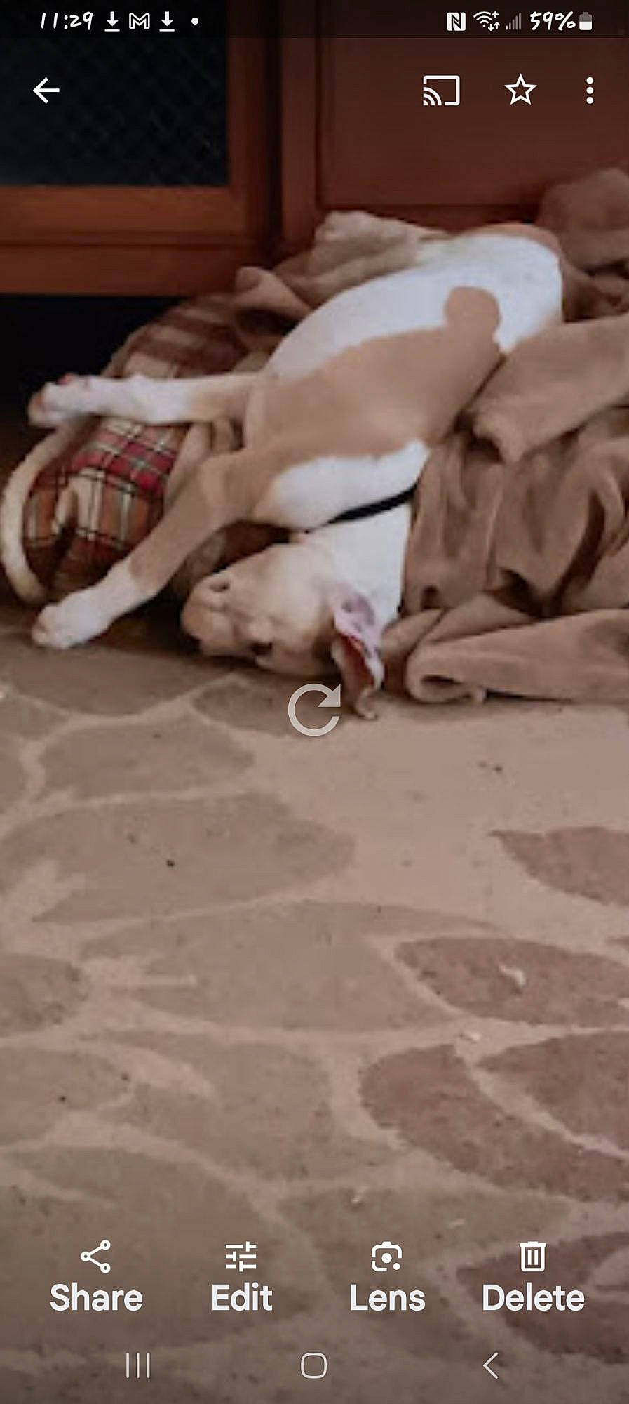 Rebel joined the competition — help win amazing prizes! carmine, carpet, comfort, companion_dog, dog, dog_breed, fawn, floor, flooring, hardwood, human_leg, linens, nap, pattern, paw, plaid, sand, soil, tartan, wood