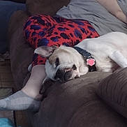 Dixie joined the competition — help win amazing prizes! canidae, carnivore, comfort, companion_dog, couch, dog, dog_breed, dog_supply, fawn, human_leg, lap, linens, nap, non_sporting_group, pug, puppy_love, sleep, sporting_group, toy_dog, working_animal