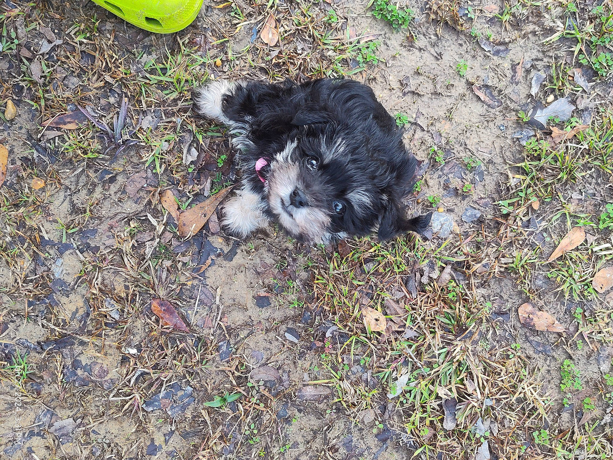 Daphne is registered to the contest to win money with this photo: canidae, carnivore, companion_dog, dog, dog_breed, felidae, fur, grass, herding_dog, non_sporting_group, small_terrier, soil, sporting_group, tail, terrestrial_animal, terrier, toy_dog