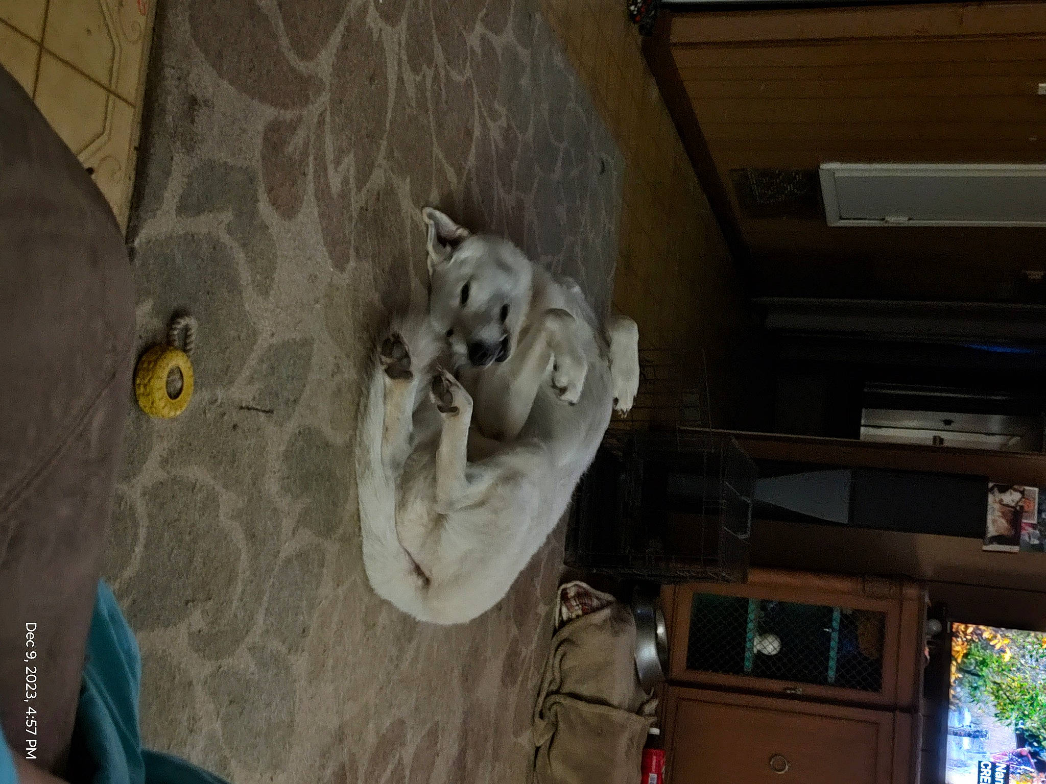 Mack joined the competition — help win amazing prizes! art, building, ceiling, gesture, house, plaster, room, sculpture, statue, tree, visual_arts, window, wood